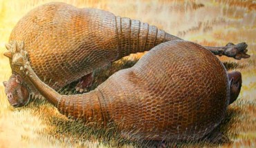 This is an illustrated rendition of two male glyptodonts (Doedicurus clavicaudatus); massive, club-shaped tails were probably used more for intraspecific combat than defense against predators. Image credit: Peter Schouten.