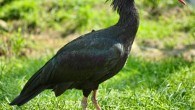 A Northern Bald Ibis (Geronticus eremita) in Vienna Zoo, Austria. Image credit: Robert F. Tobler / CC BY-SA 3.0.