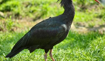 A Northern Bald Ibis (Geronticus eremita) in Vienna Zoo, Austria. Image credit: Robert F. Tobler / CC BY-SA 3.0.