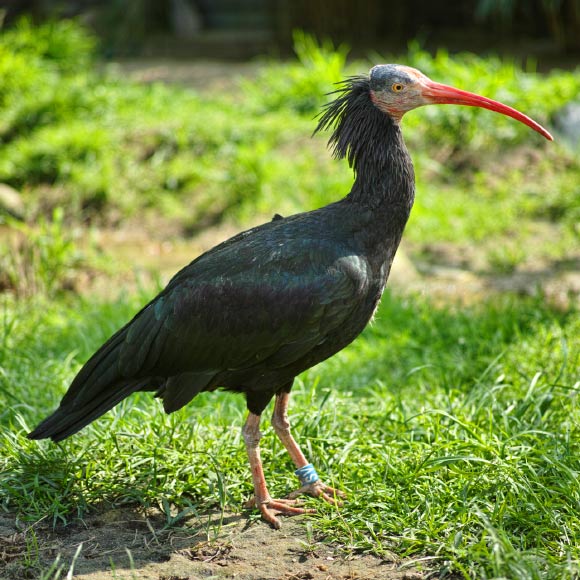 A Northern Bald Ibis (Geronticus eremita) in Vienna Zoo, Austria. Image credit: Robert F. Tobler / CC BY-SA 3.0.
