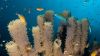 Tube sponges Callyspongia sp. attracting cardinal fishes, golden sweepers and wrasses. Image credit: Nick Hobgood / CC BY-SA 3.0.