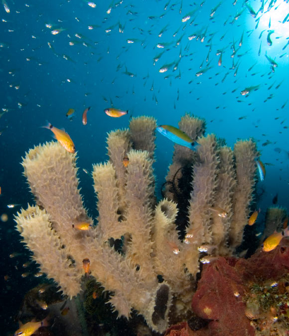 Tube sponges Callyspongia sp. attracting cardinal fishes, golden sweepers and wrasses. Image credit: Nick Hobgood / CC BY-SA 3.0.