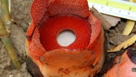 Rafflesia consueloae. Image credit: Edwino S. Fernando.