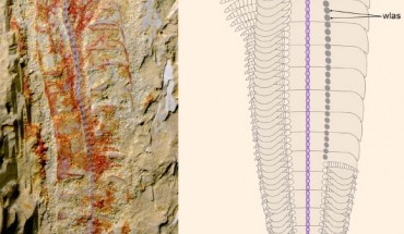 Complete specimen of Chengjiangocaris kunmingensis and morphological reconstruction. Image credit: Jie Yang, Yunnan University / Javier Ortega-Hernández, University of Cambridge.