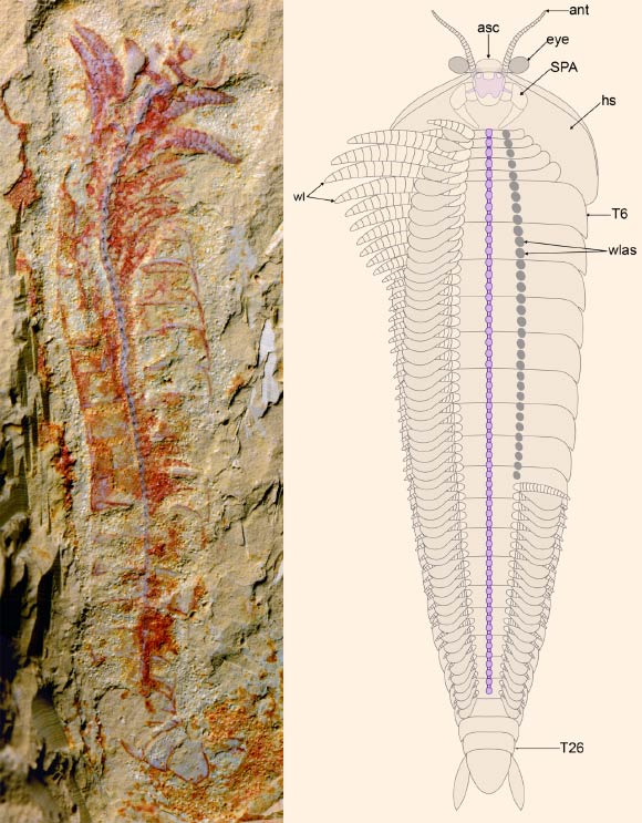 Complete specimen of Chengjiangocaris kunmingensis and morphological reconstruction. Image credit: Jie Yang, Yunnan University / Javier Ortega-Hernández, University of Cambridge.