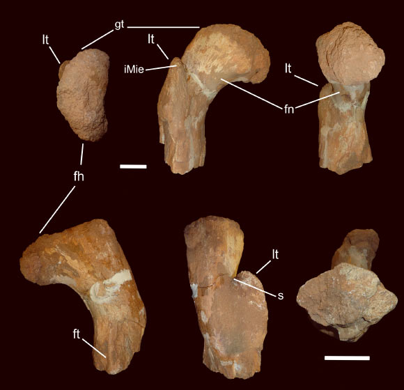 Abelisaur femur. Abbreviations: gt - greater trochanter; iMie - insertion for the M. iliofemoralis externus; fn - femoral neck; s - shallow sulcus. Scale bars – 5 cm. Image credit: Alfio Alessandro Chiarenza / Andrea Cau.