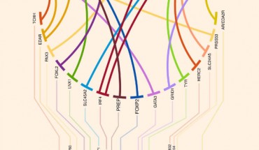 At the top are shown drawings illustrating the seven hair features examined in this study; thick lines connect these features with the candidate genes identified in regions with single-nucleotide polymorphisms (SNPs) reaching genome-wide significant association. At the bottom is shown a composite Manhattan plot displaying all significantly associated SNPs for the hair features examined; the rs number of the SNP with the smallest P value is shown at the top of each association peak. Image credit: Kaustubh Adhikari et al., doi: 10.1038/ncomms10815.