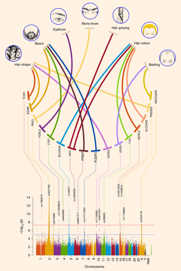 At the top are shown drawings illustrating the seven hair features examined in this study; thick lines connect these features with the candidate genes identified in regions with single-nucleotide polymorphisms (SNPs) reaching genome-wide significant association. At the bottom is shown a composite Manhattan plot displaying all significantly associated SNPs for the hair features examined; the rs number of the SNP with the smallest P value is shown at the top of each association peak. Image credit: Kaustubh Adhikari et al., doi: 10.1038/ncomms10815.
