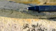 Fossiliferous mudstone containing Tortotubus protuberans. Image credit: Martin R. Smith.