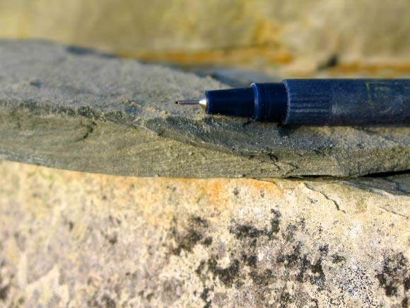 Fossiliferous mudstone containing Tortotubus protuberans. Image credit: Martin R. Smith.