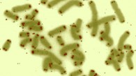 This false-color image shows human chromosomes (green) capped by telomeres (red). Image credit: U.S. Department of Energy Human Genome Program.