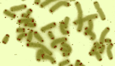 This false-color image shows human chromosomes (green) capped by telomeres (red). Image credit: U.S. Department of Energy Human Genome Program.