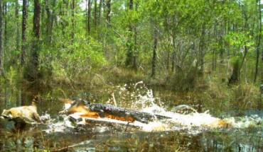 An American alligator (Alligator mississippiensis) attempting to catch a raccoon (Procyon lotor) on a bait station in southwest Florida. Image credit: Florida Fish and Wildlife Conservation Commission.