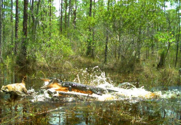 An American alligator (Alligator mississippiensis) attempting to catch a raccoon (Procyon lotor) on a bait station in southwest Florida. Image credit: Florida Fish and Wildlife Conservation Commission.