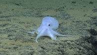 According to Dr. Vecchione and his colleagues, this ghostlike octopus is an undescribed species. Image credit: NOAA Office of Ocean Exploration and Research, Hohonu Moana.