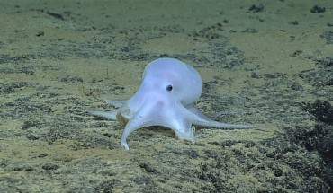 According to Dr. Vecchione and his colleagues, this ghostlike octopus is an undescribed species. Image credit: NOAA Office of Ocean Exploration and Research, Hohonu Moana.