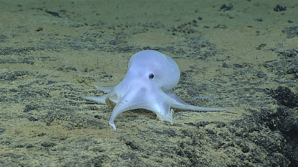 According to Dr. Vecchione and his colleagues, this ghostlike octopus is an undescribed species. Image credit: NOAA Office of Ocean Exploration and Research, Hohonu Moana.