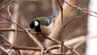 New study provides the first experimental evidence for compositional syntax in a wild animal species, the Japanese tit (Parus minor). Image credit: Toshitaka Suzuki.