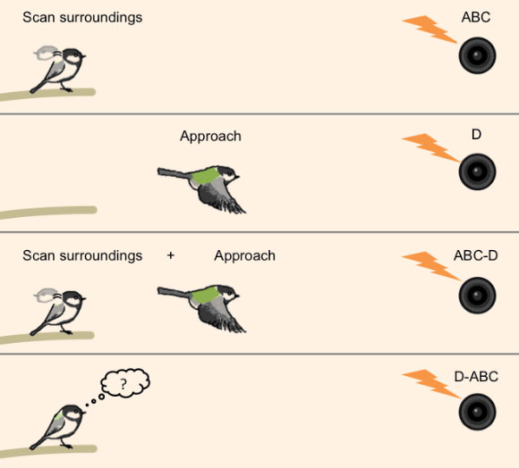 Variety of calls. Image credit: Toshitaka Suzuki.