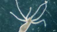 The white hydra (Hydra vulgaris). Image credit: Corvana / CC BY-SA 3.0.