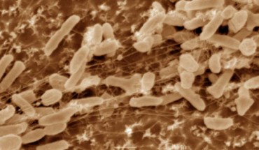 Ideonella sakaiensis. Image credit: Shosuke Yoshida et al.