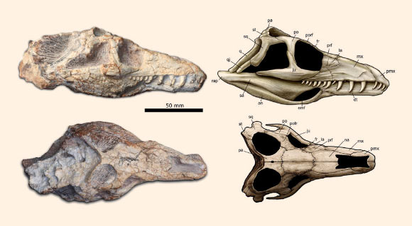 Teyujagua paradoxa skull: photographs and interpretative drawings in right lateral and dorsal views. Abbreviations: an - angular; dt - dentary; emf - external mandibular fenestra; fr - frontal; ju - jugal; la - lacrimal; mx - maxilla; na - nasal; pa - parietal; pmx - premaxilla; po - postorbital; pofr - postfrontal; prf - prefrontal; q - quadrate; q j - quadratojugal; rap - retroarticular process; sa - surangular; sq - squamosal; st – supratemporal. Image credit: J. Anderson / Felipe L. Pinheiro et al.