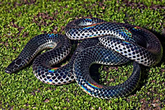 The Khaire’s black shieldtail (Melanophidium khairei). Image credit: David J. Gower et al.