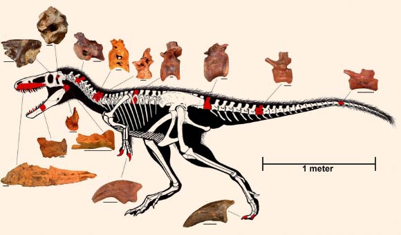 In this reconstruction of Timurlengia euotica, the fossils are mapped out with locations on the animal. Image credit: Stephen L. Brusatte et al., doi: 10.1073/pnas.1600140113.