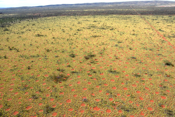 Aerial view on the Australian fairy circles which spread homogeneously over the landscape. Image credit: Kevin Sanders.
