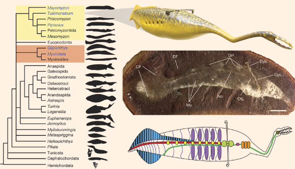 Morphology and phylogeny of Tullimonstrum gregarium. Left: chordate phylogeny including T. gregarium; lampreys in yellow; hagfishes in orange. Right:  (i) reconstruction of T. gregarium (upper image); (ii) T. gregarium fossil, oblique lateral view (middle); abbreviations: eyebar - Eyb; myomeres - My; gill pouches - GP; caudal fin - CF; notochord - No; otic lobe – OtL; optic lobe – OpL; dorsal fin – DF; (iii) line drawing (bottom image): black - teeth; brown - lingual organ; light grey - eyebar; dark green - gut and oesophagus; red - notochord; light green - brain; orange - tectal cartilages; pink - naris; purple - gill pouches; yellow - arcualia; dark blue - myosepta; blue with black stripes - fins with fin rays. Scale bar - 10 mm. Image credit: Victoria E. McCoy et al.
