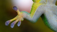 Geckos can stick to walls and ceilings because of Van der Waals forces. Image credit: Skitterphoto.