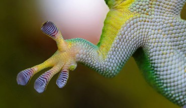 Geckos can stick to walls and ceilings because of Van der Waals forces. Image credit: Skitterphoto.