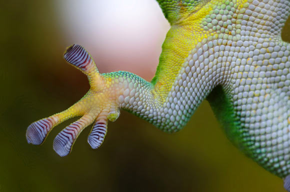 Geckos can stick to walls and ceilings because of Van der Waals forces. Image credit: Skitterphoto.