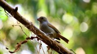 The Barbados bullfinch (Loxigilla barbadensis). Image credit: Postdlf / CC BY-SA 3.0.