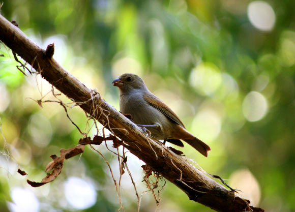The Barbados bullfinch (Loxigilla barbadensis). Image credit: Postdlf / CC BY-SA 3.0.