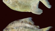 Myloplus zorroi: female (upper image) and male. Image credit: Douglas Bastos / Andrade M.C. et al.