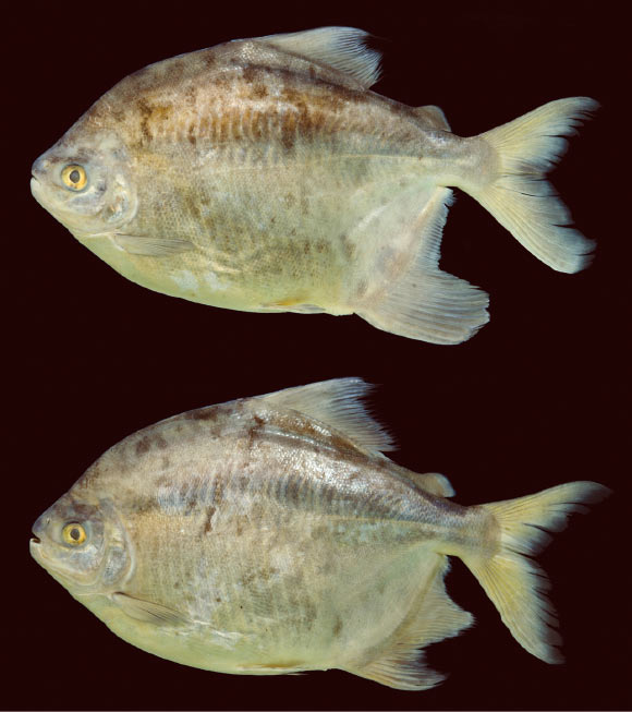 Myloplus zorroi: female (upper image) and male. Image credit: Douglas Bastos / Andrade M.C. et al.