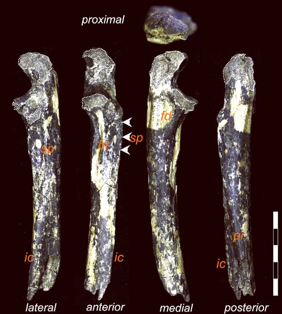Australopithecus afarensis bone from Kenya. Eroded parts are shown with shading. Abbreviations: sp and arrow heads - supinator crest, ic - interosseous crest, br - insertion of the brachialis muscle, fd - origin of the ﬂexor digitorum superﬁcialis and pronator teres muscles. Scale - 5 cm. Image credit: Masato Nakatsukasa, Kyoto University.