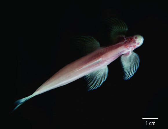 The waterfall climbing cave fish (Cryptotora thamicola): dorsal view, resting on the bottom of glass tank. Image credit: Daphne Soares.