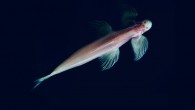 The waterfall climbing cave fish (Cryptotora thamicola): dorsal view, resting on the bottom of glass tank. Image credit: Daphne Soares.