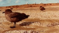 Brown skuas (Stercorarius antarcticus). Image credit: B. Navez / CC BY-SA 3.0.