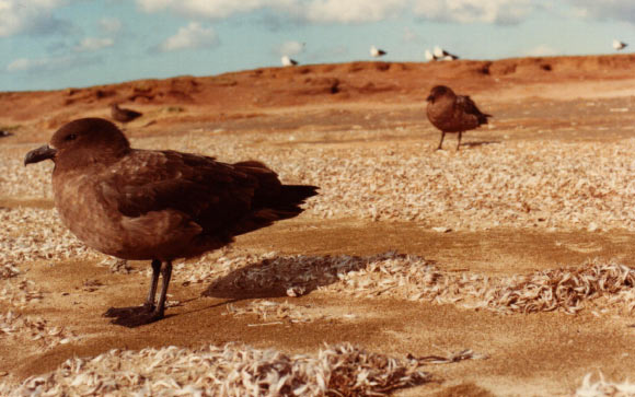 Brown skuas (Stercorarius antarcticus). Image credit: B. Navez / CC BY-SA 3.0.