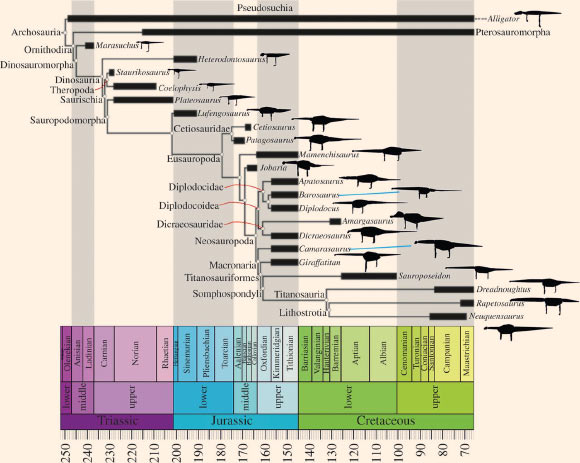 Time-calibrated phylogeny showing sauropod dinosaur species included in this study, with silhouettes of the convex hull volumetric models in left lateral view (silhouettes not to scale). Image credit: Karl T. Bates et al.