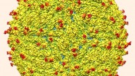 A representation of the surface of Zika virus with protruding envelope glycoproteins (red) shown. Image credit: Devika Sirohi et al / Purdue University.