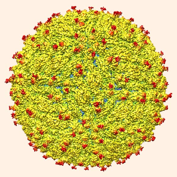 A representation of the surface of Zika virus with protruding envelope glycoproteins (red) shown. Image credit: Devika Sirohi et al / Purdue University.