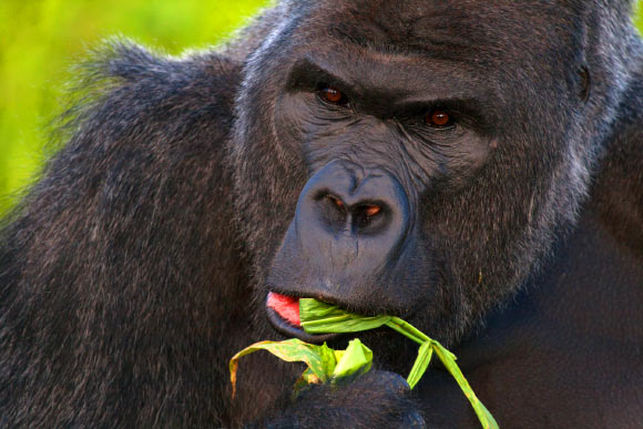 The Western lowland gorilla (Gorilla gorilla ssp. gorilla). Image credit: Jack Hynes / CC BY-SA 3.0.