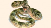 An artistic representation of the Miocene snake as it would have appeared in life. Image credit: Jim Robbins.