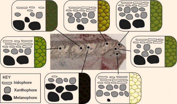 This image shows a layout of the color-producing cells in skin samples from different regions of the fossil, and the resulting color as the snake would have appeared in life. Image credit: Maria E. McNamara et al / Current Biology, doi: 10.1016/j.cub.2016.02.038.
