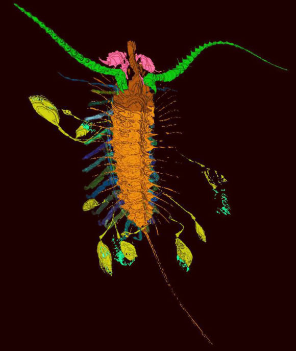 Aquilonifer spinosus carried its young in capsules or pouches tethered to its body. Image credit: Derek E. G. Briggs et al.