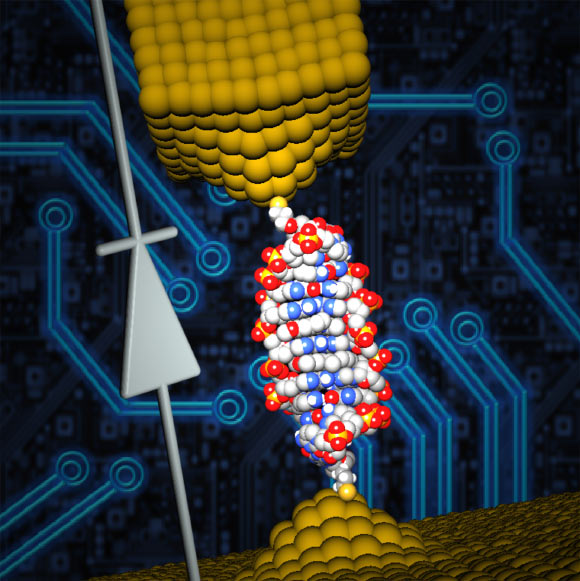 Scientists inserted a small molecule named coralyne into the DNA and were able to create a single-molecule diode, which can be used as an active element in future nanoscale circuits. Image credit: University of Georgia / Ben-Gurion University of the Negev.